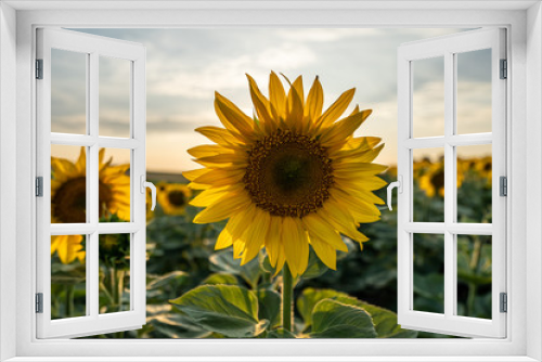 Fototapeta Naklejka Na Ścianę Okno 3D - Sunflowers at sunset time. Summer time.