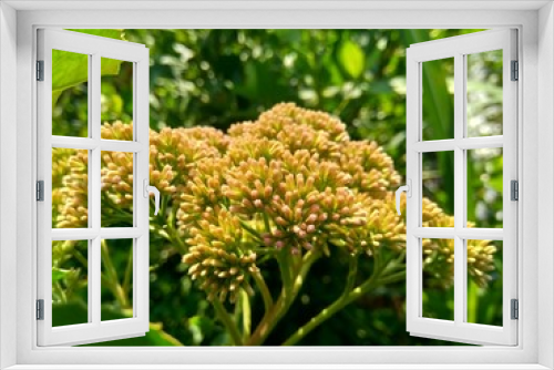 Fototapeta Naklejka Na Ścianę Okno 3D - Pluchea indica (Indian camphorweed, Indian fleabane, Indian pluchea, Baccharis indica L) flower with natural background