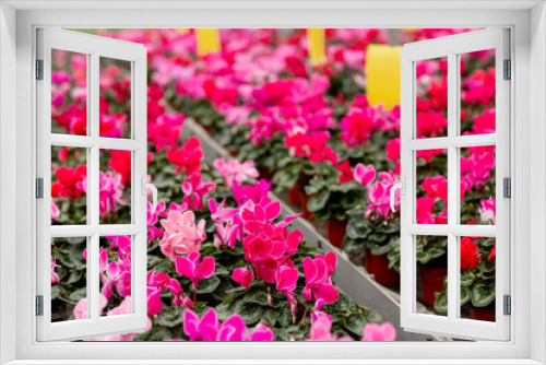 Fototapeta Naklejka Na Ścianę Okno 3D - A colorful variety of cyclamen flowers in blossom in greenhouse. Plants ready for sales. Cyclamens with green leaves in pots. Gardening concept
