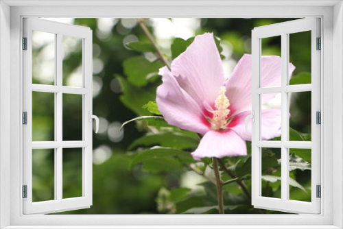 Fototapeta Naklejka Na Ścianę Okno 3D - 都会に咲く花