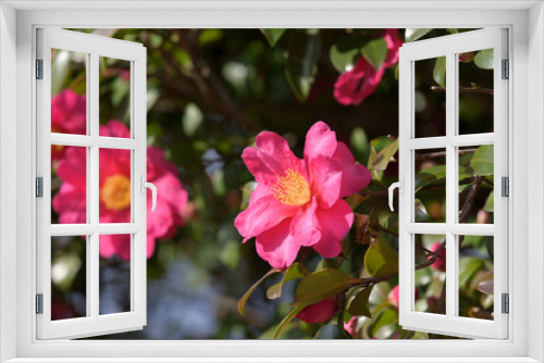 Fototapeta Naklejka Na Ścianę Okno 3D - Pink flowers of camellia sasanqua