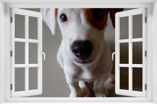Fototapeta Naklejka Na Ścianę Okno 3D - dog, pet, puppy, animal, white, cute, terrier, jack, isolated, russell, portrait, canine, brown, labrador, young, domestic, breed, small, jack russell terrier, studio, looking, mammal, adorable, jack 