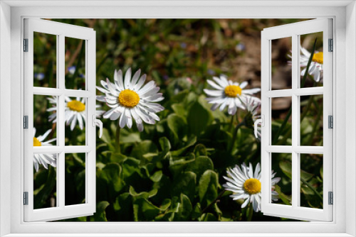Fototapeta Naklejka Na Ścianę Okno 3D - Beautiful Daisies in The Grass. Spring Blossom