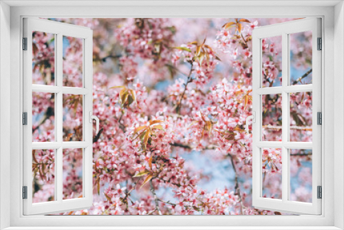 Fototapeta Naklejka Na Ścianę Okno 3D - Pink cherry blossom in spring Blue Sky Thailand Background