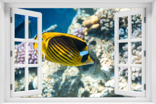 Fototapeta Naklejka Na Ścianę Okno 3D - Raccoon Butterflyfish (Chaetodon lunula) Over The Coral Reef, Clear Blue Turquoise Water. Colorful Tropical Fish In The Ocean. Beauty Stripped Saltwater Butterfly Fish In The Red Sea, Egypt. Close Up