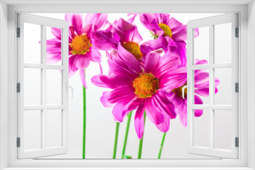 Fototapeta Naklejka Na Ścianę Okno 3D - High key close up flower isolated against a white background
