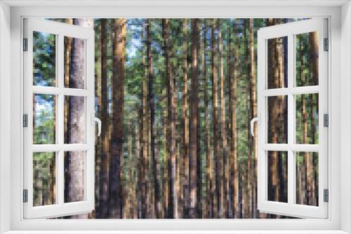 Fototapeta Naklejka Na Ścianę Okno 3D - Pine trees in the forest with blue sky and green leaves. Fresh air from the picture and calming atmosphere. Spring time and no people. 