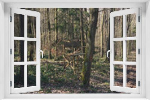 Fototapeta Naklejka Na Ścianę Okno 3D - wald forest