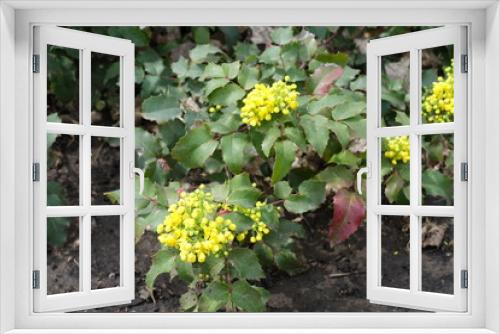 Fototapeta Naklejka Na Ścianę Okno 3D - Opening yellow flowers and buds of Mahonia aquifolium in April