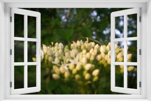 Fototapeta Naklejka Na Ścianę Okno 3D - pąki kwiatowe