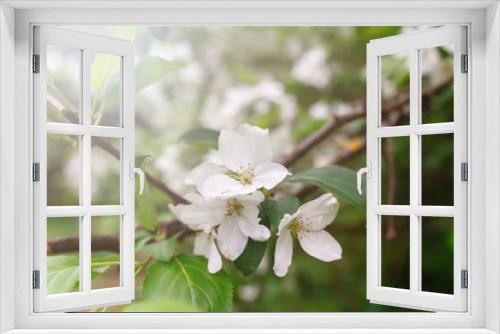 Fototapeta Naklejka Na Ścianę Okno 3D - Apple tree blossoms over blurred nature background with sun. Spring blossom concept. Spring Background with bokeh. Summer mood. spring mood . space for text