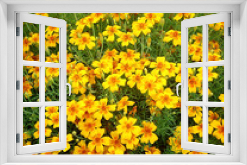Fototapeta Naklejka Na Ścianę Okno 3D - Flowerbed of yellow flowers of narrow-leaved marigolds. Color photo.