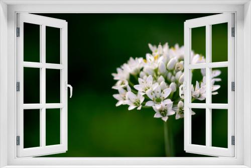 Fototapeta Naklejka Na Ścianę Okno 3D - White Garlic Chive Flowers