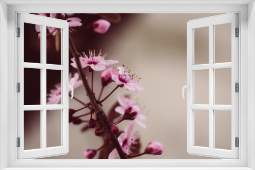 Fototapeta Naklejka Na Ścianę Okno 3D - Sakura, Kirschblüten im Frühling