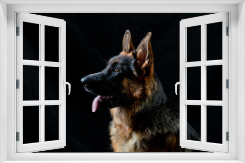 Fototapeta Naklejka Na Ścianę Okno 3D - German shepherd portrait