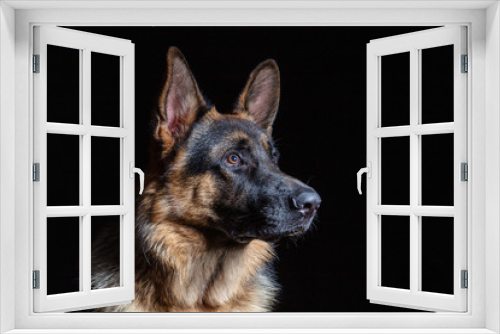 Fototapeta Naklejka Na Ścianę Okno 3D - German shepherd portrait