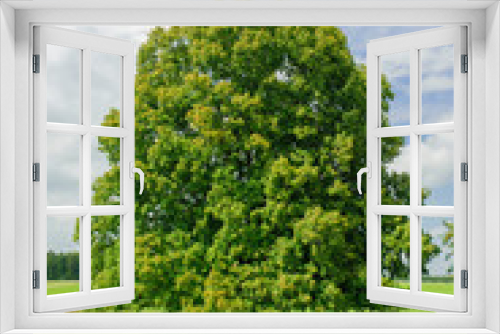 Fototapeta Naklejka Na Ścianę Okno 3D - perfect single linden tree in meadow at spring