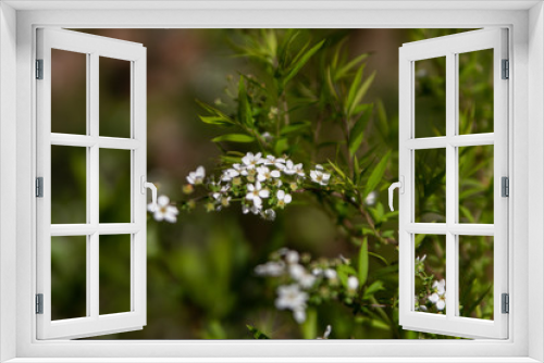 Fototapeta Naklejka Na Ścianę Okno 3D - spring blossomed in the garden