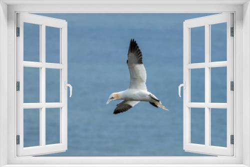 Fototapeta Naklejka Na Ścianę Okno 3D - Gannet in Flight over Bempton Cliffs