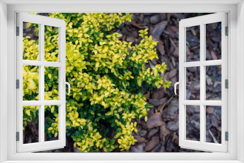 Fototapeta Naklejka Na Ścianę Okno 3D - Sunshine ligustrum, a small privet decorative shrub with bright yellow and lime leaves	
