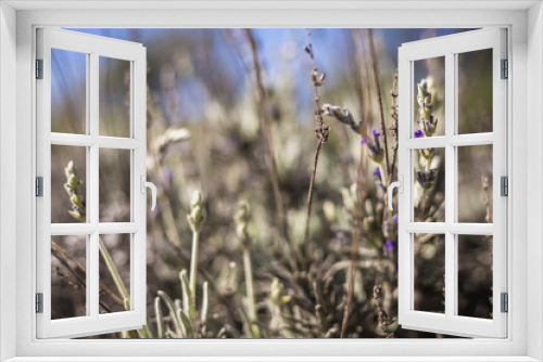 Fototapeta Naklejka Na Ścianę Okno 3D - Old lavender in bloom in a garden