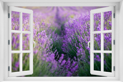 Fototapeta Naklejka Na Ścianę Okno 3D - Lavender field on a sunny day, lavender bushes in rows