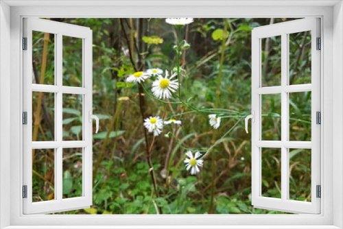 Fototapeta Naklejka Na Ścianę Okno 3D - white daisies in a meadow