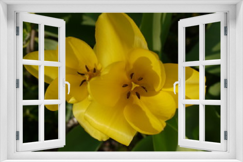 Fototapeta Naklejka Na Ścianę Okno 3D - Frühlingsblüten