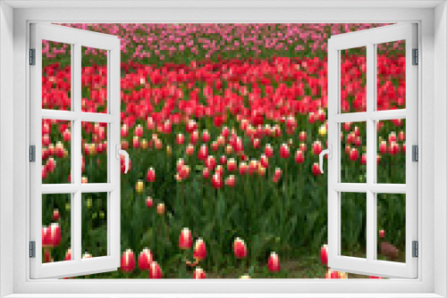 Fototapeta Naklejka Na Ścianę Okno 3D - Skagit Valley Tulip Festival USA. A field of tulips in the Skagit Valley, Washington State.

