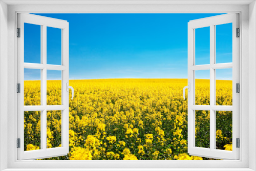 Fototapeta Naklejka Na Ścianę Okno 3D - field of yellow rape against the blue sky