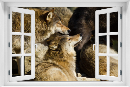 Fototapeta Naklejka Na Ścianę Okno 3D - Timberwolf oder Amerikanischer Grauwolf Rudel (Canis lupus lycaon)