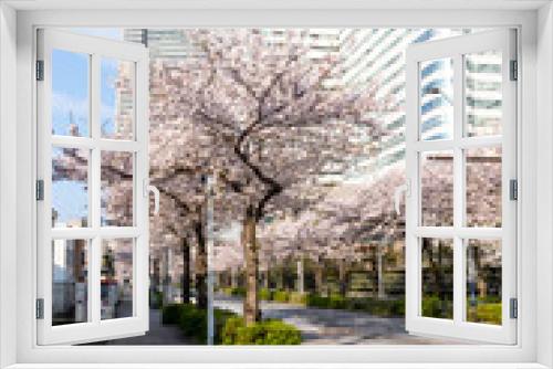 Fototapeta Naklejka Na Ścianę Okno 3D - 横浜みなとみらいの桜（撮影場所：横浜さくら通り）