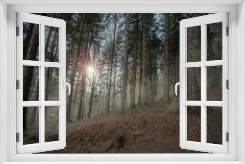 Fototapeta Naklejka Na Ścianę Okno 3D - Forest animal