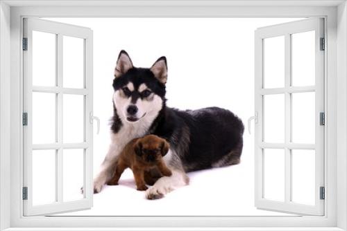 Fototapeta Naklejka Na Ścianę Okno 3D - Cavalier Welpe stehend am liegendem Husky Junghund