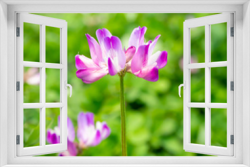 Fototapeta Naklejka Na Ścianę Okno 3D - 春に野に咲く蓮華の花
