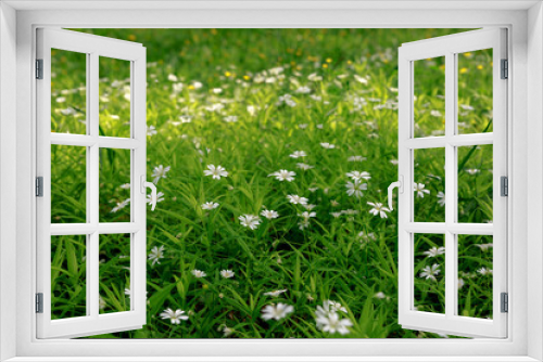 Fototapeta Naklejka Na Ścianę Okno 3D - Texture of little white spring flowers of asterisk on a green grass background. Sunbeam on the grass.