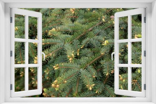 Fototapeta Naklejka Na Ścianę Okno 3D - Wide green spruce branches in spring with young shoots and cones that have just appeared.