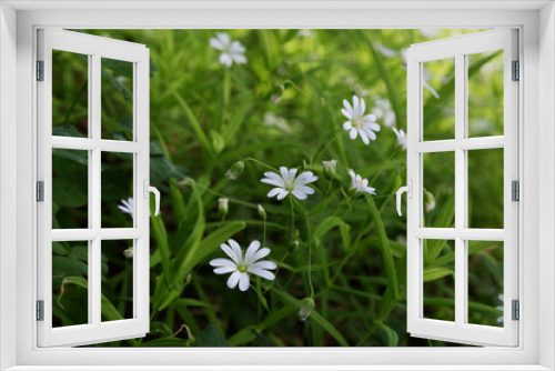 Fototapeta Naklejka Na Ścianę Okno 3D - Texture of little white spring flowers of asterisk on a green grass background.