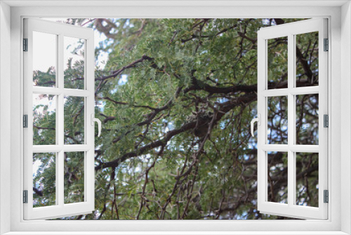 Fototapeta Naklejka Na Ścianę Okno 3D - Acacia tree in spring