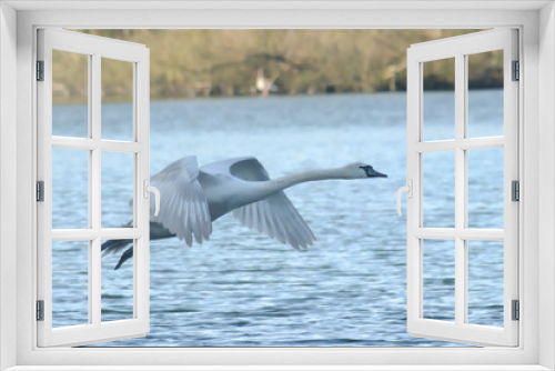 Fototapeta Naklejka Na Ścianę Okno 3D - Swan taking off from water