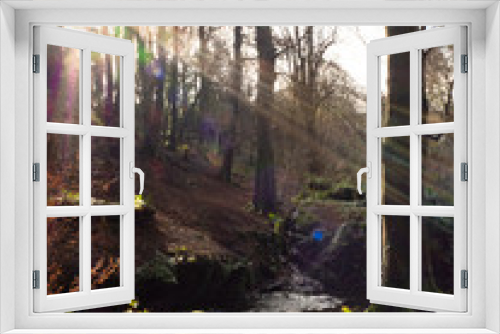 Fototapeta Naklejka Na Ścianę Okno 3D - Sun rays in a forest in Ireland 