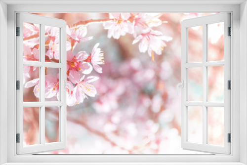 Fototapeta Naklejka Na Ścianę Okno 3D - Amazing Beauty Admire Sakura Cherry Blossoms Blooming Naturally	
