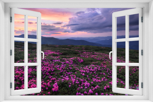 Fototapeta Naklejka Na Ścianę Okno 3D - A lawn covered with flowers of pink rhododendron. Scenery of the sunrise at the high mountains. Dramatic sky. Amazing summer day. The revival of the planet. Location Carpathian, Ukraine, Europe.