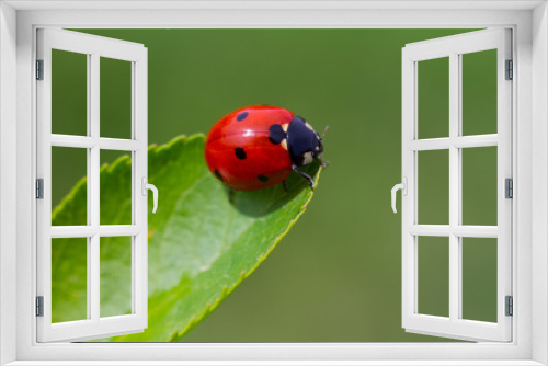 Fototapeta Naklejka Na Ścianę Okno 3D - ladybird on a leaf