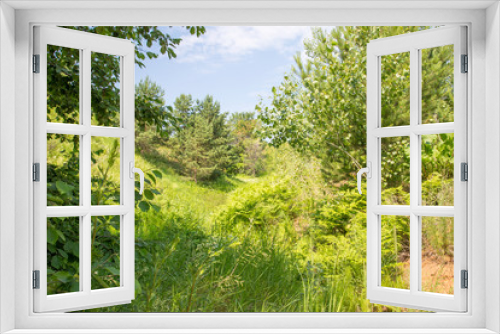 Fototapeta Naklejka Na Ścianę Okno 3D - ravine overgrown with bushes and trees