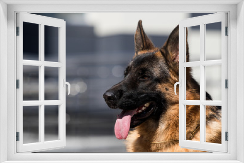 Fototapeta Naklejka Na Ścianę Okno 3D - german shepherd dog looking sideways