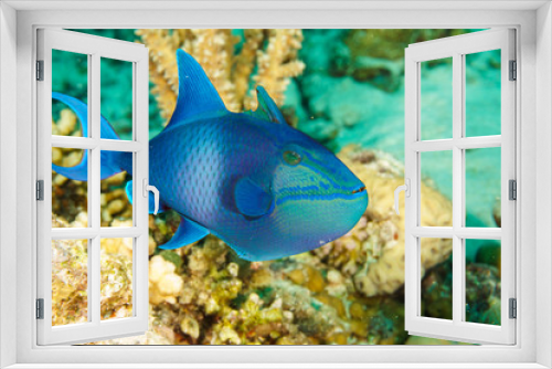 Fototapeta Naklejka Na Ścianę Okno 3D - Underwater picture Niger or Red Toothed Triggerfish,Odonus niger. Red sea. Egypt.