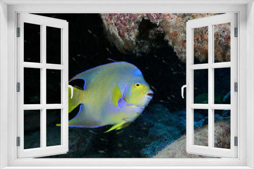 Fototapeta Naklejka Na Ścianę Okno 3D - Angelfish
