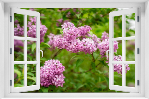 Fototapeta Naklejka Na Ścianę Okno 3D - Closeup of spring blooming lilac flowers