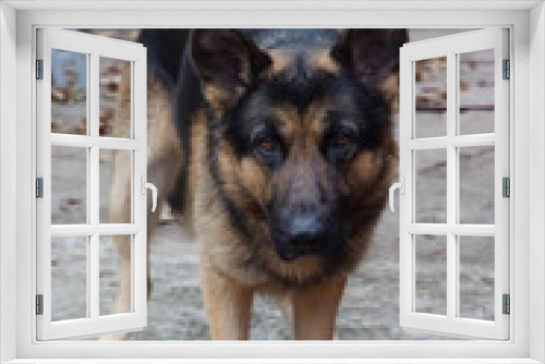 Fototapeta Naklejka Na Ścianę Okno 3D - dog, German shepherd standing on a courtyard
